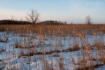006_Biebrza - marzec 2013
